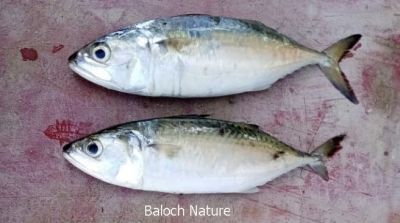 Indian Macherel
سیم، کِلات، بانگڈا
Seem, Kelat, Bangada
سیم یک کسانیں اور ڈولداریں ءُ تام داریں ماھیگ ءِ کہ بلوچستان تیاب دپاں دست کپیت ۔ ایشیا کِلات ءُ بانگڑا ہم گوش انت ۔ 
Pic by Akhtar Omar Baloch
