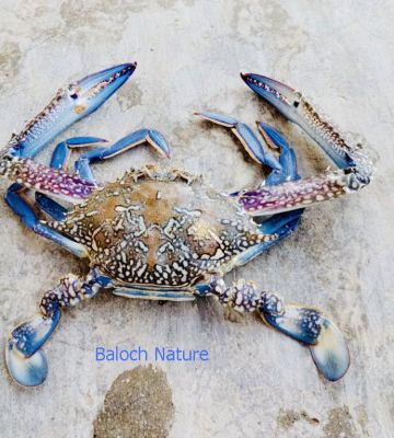 Crab

تگس  بِلو
Tagas Bello
تگس بِلو بزاں انگریزی بلو بزاں سبز 
اے تگس اَنت ، گیشتر تیابی ریامانی تہ ءَ زندگی کن اَنت ، ریام ھما سنگ ءَ گْوش اَنت کہ تیاب ءِ دپ ءَ یا تلگ آپ بزاں کمیں آپ ءَ ھست اَنت ءُ وھدے کہ آپ بیل بزاں پُر ءَ کئیت آ آپ ءِ چیر ءَ بنت،وھدے آلاڑ ءَ روت بزاں آپ پشت ءَ روت ھمے سنگ کہ ریام گْوشگ بنت ڈن ءَ گندگ بنت ۔ھمے سنگانی سر ءَ رُستگیں شنزکیں کاہ ءُ دگہ ساھدار تگسانی وراک ءُ وردن اَنت ۔ تگس ءَ چوش زیم ءَ دو پکڑ گْونگیں دست پر اِنت کہ گوں ایشاں ورگاں سند اِیت ءُ وارت تگس ءِ ھمے دستانی بند سک مھکم ءُ مُھر اِنت اگاں انسان ءِ گْوشت ءَ بہ بند اِیت گوں آسانی ءَ پچ کنگ نہ بیت ۔تگس ءِ دپ ءَ گْرادنت ءُ ور اَنت تگس باز وڑیں ھست ، گْوش اَنت کہ تگس ءِ دپ پہ کُلگ ءُ کْران ٹی ٹی ءَ مرسان انت ۔
منت ۔۔ قاضی ریحان
Pic by Akhtar Omar
