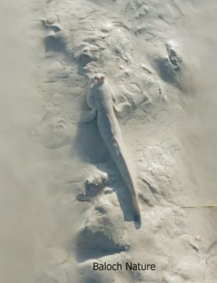 Mudskipper
ٹونڈ
Tond
ٹونڈ کسانیں کوری ماھیگ کہ مدام کور ءِ لمبا لیچانی توک ءَ ھونڈ جنت ءُ وپس ات ۔ اے ماھیگ ءِ بلے آپ ءَ چہ درکیت ءُ کش ءُ گواراں ترّ اِت ءُ کاہانی چیر ءَ وپس ات ۔ءُ پہ وت ءَ وراک شوہاز کنت۔ اے بلوچستان ءِ وشیں آپانی گورمانی کش ءُ گوراں گندگ بیت ۔ اشیا پہ روگ ءَ پاد پر نیست بلے دیم دویں بانزلاں زمیں سک دنت ءُ لاپ موش بیت ءُ دیم ءَ کنز اِت ۔ ۔
Pic by Mr. Jassim Fareed

