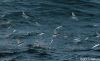 Filename=Flying_Fish_IMG-7423.jpg
Filesize=126KiB
Dimensions=1175x719
Date added=Mar 12, 2022 Flying_Fish_IMG-7423.jpg