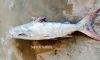 Filename=Gallou_o_Kagga.jpg
Filesize=115KiB
Dimensions=1000x601
Date added=Aug 17, 2021 Gallou_o_Kagga.jpg