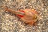 Filename=Triops.jpg
Filesize=475KiB
Dimensions=2048x1365
Date added=Dec 06, 2024 Triops.jpg