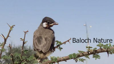 Bulbul Check
Bulbul e padd
بُلبُل بلوچستانے شہر ءُ جنگلانی زینت انت 
