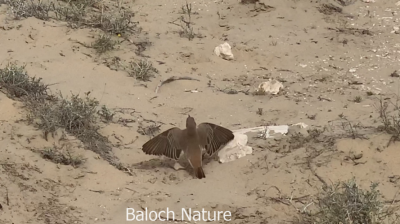 Rufous Tailed. Scrub Robin
Gaddi deyok
گڈی دیوک

اے کسانیں ءُ پاتو ءُ کٹگ وروکیں بالی مُرگ ءِ ۔ اے شررنگ ءُ ڈولداریں مُرگ ءِ بلے بلوچستان مہاجرے درگت ءَ کیت انت۔ بزاں بلوچستان ءِ جہ منندیں مرگ ءِ نہ انت ۔ اے مدامی وتی دُمب ءَ سُرین ات ءُ وشیں آواز کش ات۔
