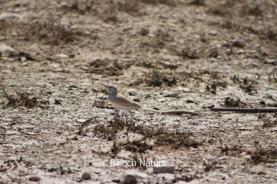 Greater Hoopoe-Lark
جَنِک ریپ
jenik rip
جَنِک ریپ جَڈول ءِ نسلاں چہ یک نسل انت کہ دگہ جڈولاں چہ مستر ءُ سُنٹ (چُمب) دراج انت۔ اے اکس من نوشکی ءَ کشتگ ابید چہ نوشکی ءَ خاران ءَ ھم من اے مُرگ کشگ اے مُرگ ھندی جہمنندیں مُرگے اے بلوچستان شمال ءِ بگر داں خیرپُور ءِ ریک ءَ کشگ بیتگ الم ھمے مُرگ راجستان یا گجرات ءَ ھم بیت، اے بلوچ دمگاں کُل سال گندگ بیت ءُ ھمے ھنداں رین کنت۔
من وہدے نوشکی ءَ مَردم جُست کُرتاں کہ جَنِک ریپ پَرچا گڑا یک کسہ ءِ اتک کہ کسانیں گونڈو ایں جِنِک اشی دمگ ءَ کپتگ ءُ گسر بیتگ ریک پاد ءَ تُنیگ بیتگ بیران بیتگ۔ اشی اگاں نزیک ءَ کسے روت گڑا اے کسانیں بال کنت ءُ دیمتر نندیت ھمے وڑا کم کمے دیر بیان بیت پمشکہ جَنِک ریپ نام کَپتگ 
منت سلمان بلوچ

