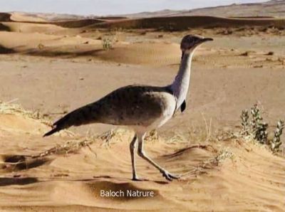 Houbara bustard
چرز
Charz
چرز یک ٹوہیں بالی مُرگے - چرزے تنی وھدی 32 ذات درگیجگ بوتگ انت - چرز ایشیا او افریکہ ء مرُگ انت - وھدے کہ میانی ایشیا گوریچ کشّگا بنگیج کنت گُڈا اے ٹوھیں مُرگا تررگا نیلیت، مجبور بیت او وتی بالاں بندیت دیم پہ گرمیں ھنداں ۰ بلوچستان اکتوبرے ھلاسی او نومبرے بندات ء سر بیت - چرز گیشتر، مدگ، کٹگ، میزوک، کڈوک، چریت، کیپُک، بالواں چینت او وارت - بلوچستان پہ چرزا ایمنیں جاہے نہ انت - مئے درملکی مہمان مئے میاراں شکار کن انت او ما وا وا کنیں
