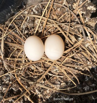 Laughing Dove Eggs
شاتُل ءِ ہیک
Shatol e haik
شاتل مدام ہیکانی واستہ کدو جوڑ کنت بلے اشیے کدو انچو مُہر نہ انت ۔ کسانیں گوات ہم آئیے کدوا دور دنت ۔ بلے ادا اے کدو انچیں جاگہ جوڑ کدگ کہ اشیے دور دیک باز گران انت ۔ 
