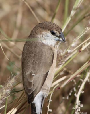 Indian Silverbill 
چنچرت
Chenchert
چنچرت یا پُمپُرت 13 سنٹی دراچ بیت اے کسانیں مُرگ ءِ کہ کسانیں بُنڈکیں سُنت پر ، اشیے سربری نیمگ ناسی انت ، چیری نیمگ اسپیت بلے دُمبلی ءُ بانزپلانی سر سیاہ رنگ جن انت ۔ اے بلوچستان ءَ باز انت ۔ اے گیشتر بہار کاہانی براں او گلّہ او جواں ہم پلگی کنت ۔ اےکسان بلے ڈولداریں مُرگءِ ۔
