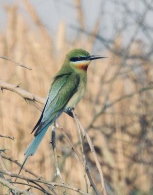 Green bee eater

کرکی ءُ نیلاں گواھرامُک
Karki. Nillan gwahramok
کرکی ءَ باز ھنداں نیلاں گوھرامُک گوش انت۔ کرکی بلوچستان ءِ وتی مُرک انت ۔ کشارانی ہمرنگیں بلے بُرزی نیمگا کمّ ءِ سُہری است۔ اے بالو پاتو کٹگ کرم شکار کنت۔ اے کسانیں بالی مُرگ ءِ بلے اشیے مستریں زات ءِ استیں کہ موسم ءِ سرا کئیت پدا واتر بیت۔
