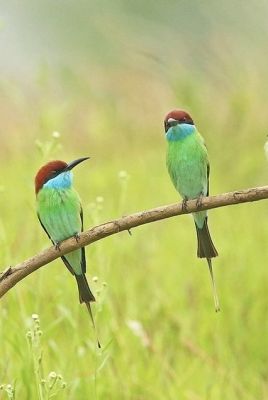 Green Bee Eater

کرکی ءُ نیلاں گواھرامُک
Karki. Nillan gwahramok
کرکی ءَ باز ھنداں نیلاں گوھرامُک گوش انت۔ کرکی بلوچستان ءِ وتی مُرک انت ۔ کشارانی ہمرنگیں بلے بُرزی نیمگا کمّ ءِ سُہری است۔ اے بالو پاتو کٹگ کرم شکار کنت۔ اے کسانیں بالی مُرگ ءِ بلے اشیے مستریں زات ءِ استیں کہ موسم ءِ سرا کئیت پدا واتر بیت۔
