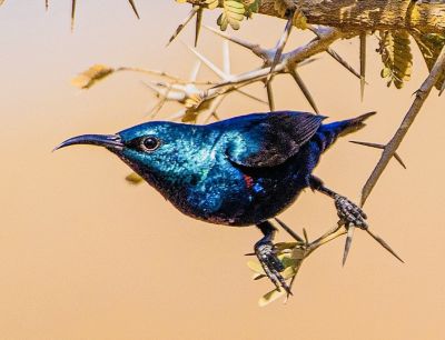 Purple Sunbird
Seyahin Pittik
سیاہیں پیٹک
سیاہیں پیٹک بلوچستان ءَ باز کم انت چیا کہ اے گیشتر چہ دگہ ملکاں مہاجر بیت گڈا بلوچستان ءَ مان تریت ۔ بلے گیشتر درچکانی پُلاں گوں گلائیش انت ۔ ءُکرگ ءِ پُلاں چہ پہ وت وراکی درگیجیت  ۔ 
Pic by Yagnish Karia

