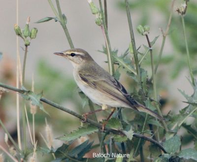 Willow Warbler

ناہی ءُ پُچی
Nahi o Pochi
پُجی کسانیں مُرگ ء کہ گیشتر ماں مچّانی پُچانی توکا او کہیر او کُنرانی تاکانی توک ء کرم ' کٹگ ۔ مُوکو، مور او سلور پٹ ایت او گیپت او وارت ۔ چمیشکا اشیا پُچی گوش انت بلے باز جاہ ء اشیارا ناہی ہم گوش انت ۔ اے مُرگ یک جاہ ء نشت نہ کنت بلکن مدام سُریت او سٹ کنان انت ۔مرگ گونڈ بلے ڈولدار انت
