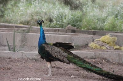 Peafowl 'Peacock'

مور اوُ تائوز
Mor or Tahoz
مُور بلوچستان ءِ مُرگ نہ انت بلےدان دانگے داشتگ انت ۔ اے بالی مُرگ ءِ اشیے باز زات انت بلے سبز ءُ شونز وڑیں ھندے مُرگ زانگ بیت ۔ نریں مور ءَ بلوچی ءَ کروس گوش انت ۔ اشیے دُمبی باز دراج بنت ، ءُ دمبی ءِ پُوٹاں تائوز گوش انت ، کہ باز ڈولدار انت ۔
