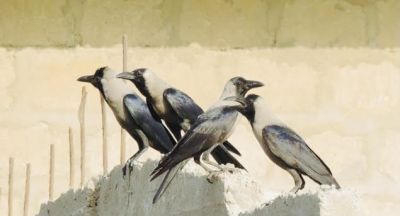 House Crow

کانگی
Kangi
کانگی گراگ ءِ زاتیں بالی مُرگ ءِ بلے اے گراگ ءَ ہما دیم انت ، کانگی بلوچستان ءِ مُرگ نہ انت بلے اے ھندے مُرگ انت ، او گوشنت کہ اے مہاجرانی نشانی انت ، ہرجا مہاجر روانت اے مُرگ ءِ گون انت ۔ اے یک سللیں مُرگ ءِ کہ دگہ مُرگاں وتی ھند ءَ نیلیت ، آہانی ھیکاں وارت آہاں مجبور کنت کہ جاہ ءَیل بدی انت ، وھدے گودارے زمین مہاجراں بہا زُرت انت انچو گوادرا ءَ اے مُرگانی آھگ بندات بوت مرچی گودر ءَ ترا دگہ ھچ مُرگ دست نہ کپیت۔ درست تاچینتگ انت ۔ انچو کہ کراچی ءَ سندھی ءُ بلوچ، ممکن انت کہ گوادر ہم ھنچوش بہ بیت ۔ بلے ھُدا مکنت۔

