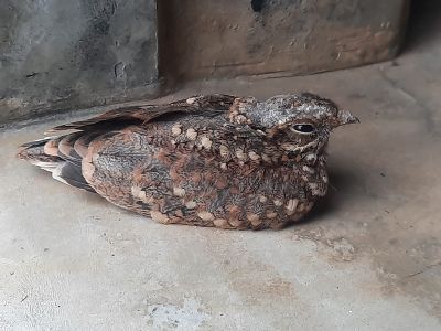 Nightjar
Parramok
پرّاموک یک بالی مُرگ ءِ کہ گیشتر ماں شپاں گردیت ، اے چریت، میزوک ، کڑوک، ملاھوک پرّگ گپیت ءُ وارت۔ اے مُرگ ءِ بانزل دراج انت، بلے پادگ ءِ باز کسان انت، اے ھروھدا ءَ ڈن ءِ سرا ھیک دنت۔ چو پیشی ءِ وڑا وتی چوکاں چہ یک جاہ ءِ چہ دومی جاہ بارت کہ کسے آئیے چکاں تاوان مہ دانت ۔
