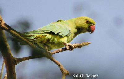 Parrot

مٹٹو
Metto
مٹّو یک بالی مُرگے کہ گیشتر سبز او آبادیں جاگہاں بیت - مٹو بلوچستاں روچدراتکی ہند و دمگان بیت بلے مکران ء نہ بیت - انچو گولو پیدارک ء نہ نند انت انچو مٹو مکران ء ہم نہ نند انت - مرچی باندا مٹو باز مردم وتی لوگ ء داریت - مٹو ء گپ سیکارین انت -۔
