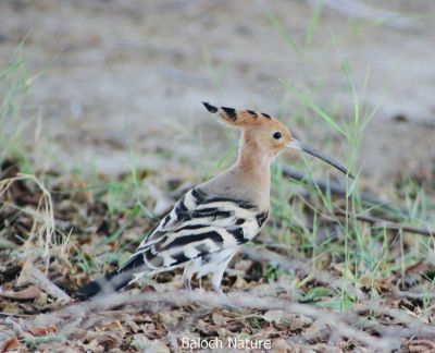 Hoopoe

شاپی کروس
Shapi Kros
شاپی کروس یک بلوچستان ءئ مُرگ نہ انت بلے وتی مہاجری وھداں بلوچستان ءِ زمین ءَ سپر کنت، شاپی کروس ءَ مُرگ ءِ سلیمان ہم گوش انت۔ بلوچ ءِ مرُ گ ءَ را نیکیں مُرگ ءِ زان انت۔ اے مرُ گ سیاہ ءُ اسپیت انت بزاں کمبر انت، بلے مُرگ ءِ گردن سُہر رنگ انت۔ اشیا ڈولداریں تاج ءِ پر انت کہ اے مُرگ ءِ براہ انت۔

