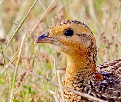 female Black Francolin

شزز
Shazz
شزّ ڈلگیں بالی مُرگ ءِ بلے مادہ انت ءُ نریں یا کروس ءِ سیاہ گور گوش انت ۔ اے یک رندے 10 تا 16 ہیک دنت 18 تان 15 روچ ءَ ہیکانی سرا نند ات یا کرُک بیت ۔ اے اپریل تا جون ءِ درگت ءَ ہیک دنت ۔ اے ہرچ وڑیں دھل ءِ دان ءَ وارت ءُ کپتگیں کُنرکرم سلور کٹگ چریت ءُ نزّ ہمک وڑیں چیز کہ ورگی بہ بیت آ وارت ءِ ۔ اشیے رنگ ءُ دروشم چو کپینجر انت بلے کپینچر ءَ کم ءِ دراج تر انت ۔
