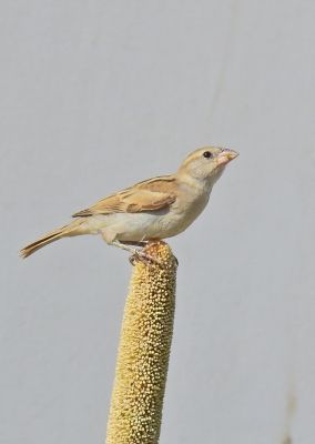 Sparrow
Koh jeng
کوہ جِنگ
کوہ جنگ بلوچستان ءِ جہ منندیں مُرگ ءِ نہ انت ۔ اے  یک مسافریں مرگ انت کہ درُوچک ءِ ہمراہیا بلوچستان ءَ مارچ ءُ اپریل درگت بزاں گلہ ءِ رون ءِ کیت انت ۔ 
