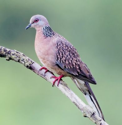 Spotted Dove
Barri Shatol
برًی شاتُل بلوچستان ءِ جہ منندیں بالی مُرگ نہ انت اے یک مساپریں مُرگ ات ۔ کہ گیشتر مارچ ءِ ماہ ءَ کیت ءُ پدا اپریل گڈ سرا روت ۔ اے چونایا شاتل ءِ زات انت بلے ٹک ٹک انت مئے ھند ءُ دمگ ءَ اشیا بری شاتُل گوش انت ۔
