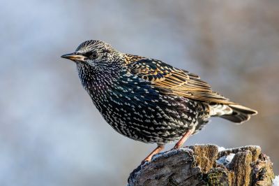 Common .Starling

گولو شہباز
Golo shahbaz
گولو شہباز بلوچستان ءِ جہمنندیں بالی مُرگ ءِ نہ انت ۔چونایا ءِ یورُپ ءِ جہمنندیں بالی مُرگ ءِ کہ گیشتر ماں زرباری یوروپ ءُ گوریچانی افریکہ ءَ ترّوتاب کنت بلے ترّوتاب ءِ درگت ءَ گلہ ءِ تمکار ءَ بلوچستان ءَ سپر کنت ، گولو شہباز سیاہیں مُرگ ءِ بلے سیاہیں کسانیں ٹک مان ۔ اشیے پاد گلابی انت ءُ زمستان ئے اشیے سنُٹ سیاہ انت ءُ گرماگ ءَ سُنٹ ءِ زرد بیت ۔ اے سال ءِ درگت ءَ دو رند ءَ ھیک دنت ۔ اشیے ھیک سبز رنگ انت ۔

