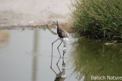 Black-winged stilt
Tango
ٹانگو اے یک دریائی مُرگ ات  اے گیشتر دریاآنی کش ء کراں تلگیں ءُ لچ ءُ مینانی تہا وتی لاپ شوہاز کنت ۔ اے ٹانگ دراج انت ءُ ڈولداریں مُرگ ات ۔ 
