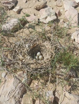 Crested Lark
Bolly

بُلّی کسانیں مُرگے کہ گیشتر ماں کشاورزیں ڈگارانی ھند و دمگاں گندگ بیت - بُلّی ء باز جاہ ء چڑ بُلّی ، بُلّی چڑول ہم گوشنت - بُلّی اگاں ایوک بی بیت گڈ بُرزگیے سرا نیندیت او الہان کنت - اشیے آواز باز دوستناک انت - سُہبانی سرا ڈگارانی سرے وپتگیں مردمان چہ واب ء گوں وتی الہان ء پاد کنت ادا بُلی ءِ ہیک انت ۔ 
