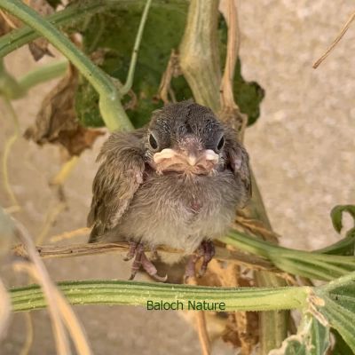 Black chuck Bulbul chick
Koli e Padd
کُلی ءِ  پڈ


