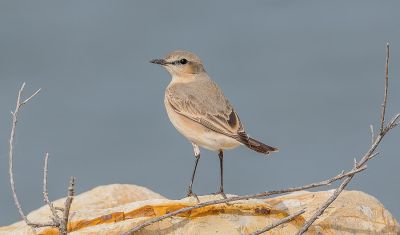 Pied Wheatear

Solan Sarokk
سولاں سروک کسانیں بالی مُرگ ءِ کہ گیشتر جنگل ءُ کوہ ءُ ڈرراں گردیت ۔ اے کٹگ ، بالو ءُ دگہ انچیں کسانیں کرم لولوک گپت وارت ۔ اے گیشتر بلوچستاں کسانیں سولانی
سرا بزاں بُرز تری جاگہا نندایت دور دور شکار شوہاز کنت۔ چمیشکا سولاں سروک نام کپتگ، اے بوت کنت کہ بلوچستان ءِ دگہ ھنداں اشیے نام دگہ بہ بیت ۔
