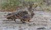 Filename=Chestnut-bellied_Sandgrouse.jpg
Filesize=75KiB
Dimensions=615x368
Date added=May 06, 2025 Chestnut-bellied_Sandgrouse.jpg