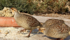Grey_francolin0~0.png