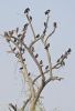 Filename=IMG-7006_By_MA_Talpur.jpg
Filesize=486KiB
Dimensions=1295x1878
Date added=Feb 08, 2022 IMG-7006_By_MA_Talpur.jpg