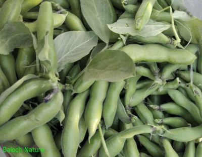 Vicia faba or Faba bean

Bakalaink
باکلینک
بانکلینک بلوچانی کوھنیں کشارے، باز نازرکیں پسل ء 5 فٹ ء برز بیت - اشیا نومبرا کش انت او مارچ ء گڈسرا موش کن انت - بانکلینک نازرکیں کوسرکاں نارُشت کن انت وھدے ھشک بنت گڈا اشیا ڈلوک ء سرا ڈل انت او نارُشت کن انت - او آمین ء درگتا کوّل کن انت ناہے گونا ورنتے اے ھمک ّوھدا کار دنت -۔

