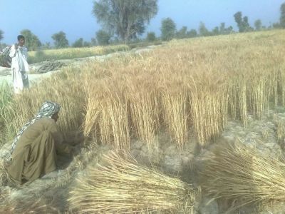  wheat season
جوپاگ
Jopag
گلہ ءِ رون بیت ایشیا بلوچی ء جوپاگ گوش انت ۔ ادا گلہ رون انت ءُ گلہ ءَ رونہ گائنت ۔ ۔جوپاگ ءَ دروچک ہم کیت ءُ دروچک وران ہم گوش انت ۔ 
