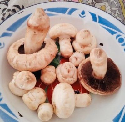 Portobello Mushroom
پشتلینک
Pashtalink
اے کُٹینگ ء یک ذاتے کہ اشیا پشتلینک گوشنت - اے گیشتعر ہما جاہں رودیت یا پیداک بیت کہ اودا گورم یا گوک یلہ بوتگ انت - اشارا نارُشت کن انت - او اشکرے سرا پچ انتے باز تامدار انت او وشّیں بوہے کنت - زمانگا بہارے درگتا کُٹینگے چنگا جنگل او ہنکیناں شتگ انت کہ اودا کُٹینگ باز بوتگ -۔
Pic By Sarwar Kalmati
