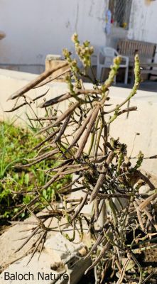 Mung bean. Vigna radiata

ماش
Mash
ماش بلوچستان ءِ کوھنیں دھلاں چہ یکے ۔ بلے بلوچستان ءِ تاریخ ءَ ماش ءِ باروا ھاسیں مالومات نیست ۔ چونایا ماش چہ منگولیا چہ ھند ءِ ھند ءُ دمگاں سر بوتگ ۔ ھڈپّہ دور ءِ درگت ءَ پنجاب ءُ ھریانہ ءَ چار ہراز پنچ سد سال ساری ماش کشار کنگ بوتگ ۔
ماش ءَ بلوچستان ءَ نارُشت کن انت ، بلے برنج ءَ اُور گرادنت ءِ بزاں بٹ ءُ ماش بلوچستان ءِ نامداریں وراکاں چہ یکے ، بلے مرچاں چہ ماش ءَ ھلوا جوڑ کن انت ۔


