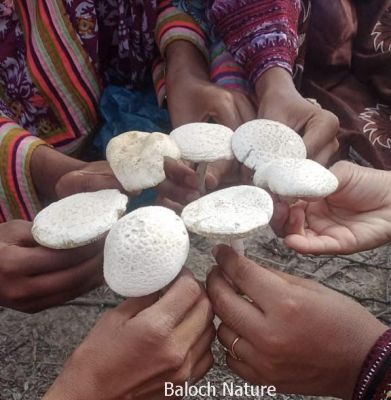 Mashroom
Kotaing
کُٹینگ
بشی کٹینگ
پشتلینک
اے گیشتر گرماگی ہوراں پیداک بیت ۔ اے گیشتر کوراں بستاں پسانی واڑاں یا ہشترانی آلیٹ جاہاں رودیت ۔ بلوچ اشیا پچنت ءُ ناروشت کن انت ءُ نوش جان کن انت ۔ اے باز وش انت اشیے تام ہم باز وش انت ۔ بلے گیشتر بشی ہوراں بزاں گرماگی ہوراں رودیت۔ 
