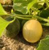 Chebit__IMG_2667.jpg
