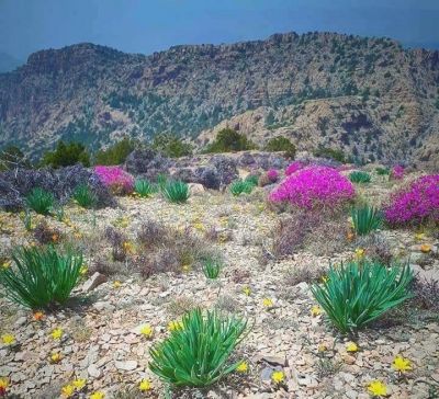 Balochistan mount landscape
Koh e Nadarag
کوہ ءِ ندارگ
کوہ ءِ ندارگ چارگ کرز ات کہ ادا ہمک وڑیں پُل ، بوٹگ ءُ درچک گندگ بیت ۔ 
