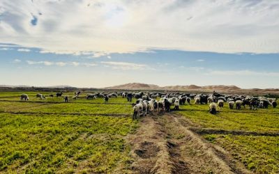 Balochistan landscape
بلوچستان ءِ ندارگ
اے یک بلوچستان روچ زرد ءِ اکس انت ۔ 
