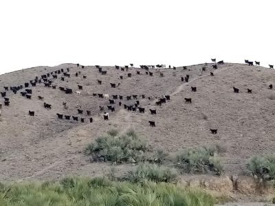 Balochistan mount
بلوچستان ء ندارگ
اے بلوچستان ء یک کسانیں کوہ ات کہ اشیے سرا رمگ چراگاں  انت ، اے رمگ کوھانی ڈولداری انت ۔ کوہی پیش ہم ڈولدار انت ۔ 
