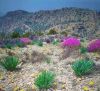 Filename=Balochistan_landscape.jpg
Filesize=193KiB
Dimensions=720x656
Date added=Jun 28, 2022 Balochistan_landscape.jpg