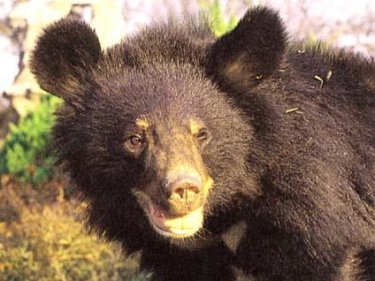 Balochistan Black Bear
مَم
Mamm
مم یک جنگلی ساہ دارے کہ بلوچستان ِ کوھاں دانگ دانگے است انت ۔ اے گیشتر ماں کوہ سلیمان ، خضدار، قلات البرزے کوھاں بیت ۔ اے گیشر کنر، انجیر ، زیتون ، کٹگ میزوک ، کڈوک ، کٹار مچی ناہ ءُ پپُک ہم وارت اے نقصان نہ دیوکیں جانورے۔
