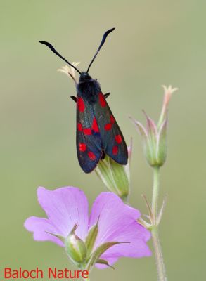 Burnet Moth
Pato
پاتُو
پاتو چونایا دگنیاہا سک باز انت بلے اے پاتو باز ڈولداریں پاتواں چے یک ات ۔  شما اے پاتوے باروا چے گوشے بلے من اشیے اکس وت کش اتگ۔ 
