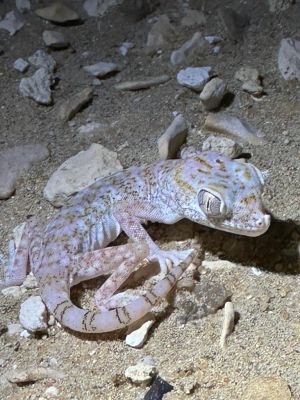 Gecko

Kittar
کِٹار کسانیں ساہدارے کہ گیشتر ماں لوگانی دیوالاں وتی لوگ زانت۔ بلے کوہاں ہم است انت کہ کوہانی دیم ءُ کنڈورانی چیرا زندگی ءَ گوازین ات ۔ اے بالو کٹگ کاسلو کرم ہمے وڑیں لولوک وارت۔

