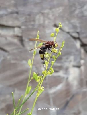Wasp
 Seyhoki Gowabzسیاہُکی گوبز
Goderr گودر
Korrich کوریچ
سیاہُکی  گوبز باز ھترناک  انت ۔ اے گیشتر ماں کوھاں بیت بلے ہمودا کہ اے وتی لوگ بندیت اگاں دلوت یا انسان سر بکپیت  گڈا آیا زندگ ء نیل ات ۔ اشیا گودر ءُ کوریچ ہم گوش انت ۔ 

