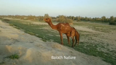 Camels
Hoshter
ہُشتر
اے ھُشتر ماں بلوچستان ء بہارگاہ ء چراگا انت ۔ اے سال آباد انت ہمک نیمگا سبزہ زار انت ۔ اے سال دلوتانی واستہ یک آبادیں سال انت ۔
اے اکس خاران  گرگ بوتگ
