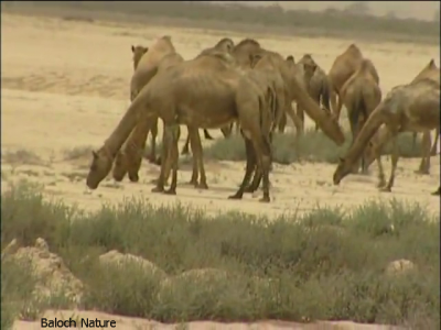 Camels

ہُشتر
Hoshter
ہُشتر یک کوھنیں پہ لڈ و بار ءَ کارمرر کتگ بلے بلوچستان انگتہ اے کارمرز بیت ۔ چیا کہ تنیگا بلوچفستان انگتہ انچو نوکیں دور ءَ سر نہ بوتگ کہ وتی لڈ و بار ہشترے بدالا گاڈی ءُ ریل کارمرز بکنت ۔ چمیشکا بلوچ مجبور انت کہ پہ لاپ شوھاز ءَ ھشترے سرا وتی لاپ درگیج انت ۔
اے اکس ءَ ھُشتراں کمب لڈ اتگ ۔
Keywords: Camels