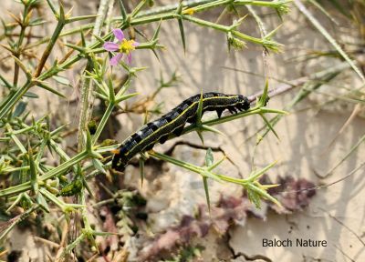 Danaus Gilippus Queen
Ganji Ganjolan
گنجی گنجُلان
اے کرم بہارے ھلاسیے وھدا ودی بیت - چونایا پیملو ء ازلی دژمن انت، او پیملوے اجگیں دانگاں وارت - بلے یک ماہے درگتا گار و بیگواہ بیت، وہدے اے کرم کئیت، گڈا درُچکیں مُرگ پنکلگ ، کرکی، نریانچ، کُلی ہمے کرماں چن انت ورانت - چونایا اے کرم تاوان دیوک نہ انت - چارگا باز ڈولدار انت - چیا کہ باز رنگانی نکش و نگار انت -۔
