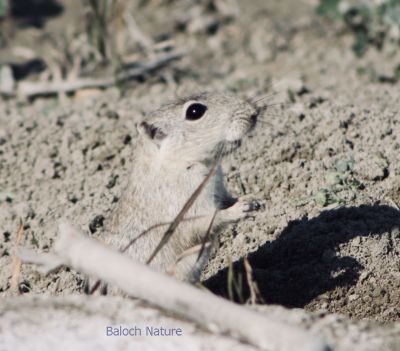 Mouse

Trati Moshk
تراتی مُشک
اے مُشک ءَ تراتی مُشک گوش انت چیا کہ اے مدام تراتانی چیرءَ ہونڈ جنت او وتی لوگ جوڈ کنت ، اے مُشک بازاری مُشک ءِ نہ انت ، گیشتر جنگل او شہرانی دامناں جاگہ کنت ، اے کشار ءِ ازلی دژمن انت ۔
